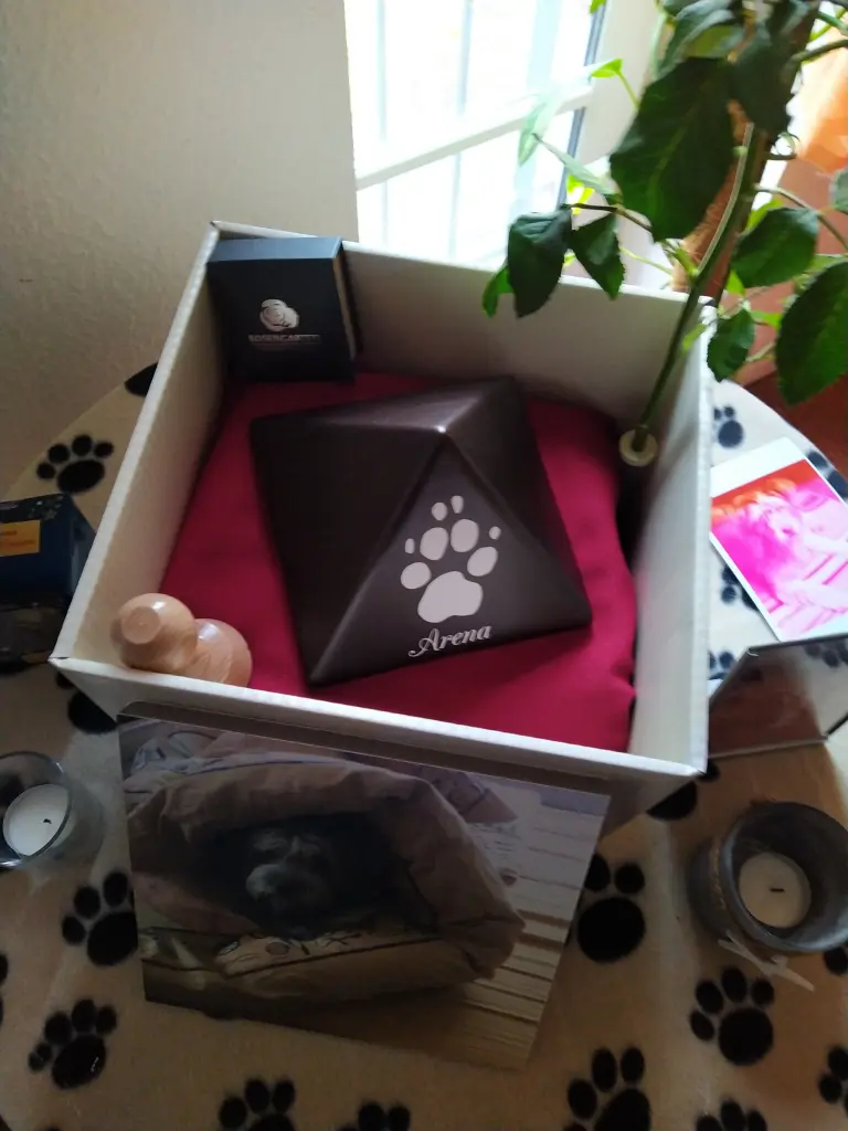 Image from Arena