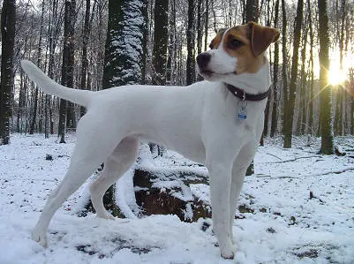 Bild von Holly
