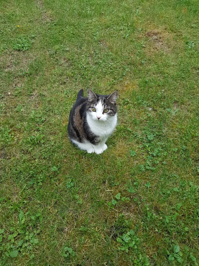 Image from Katze