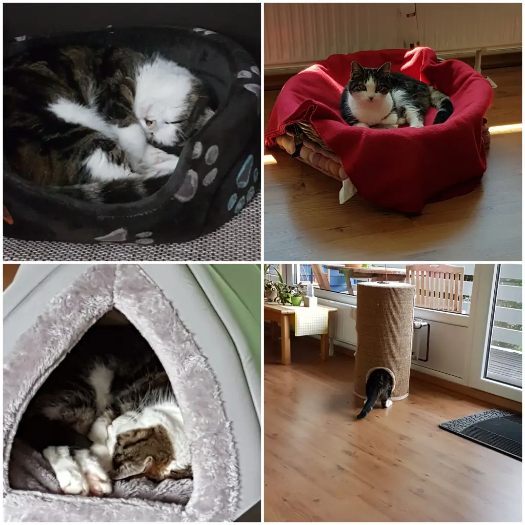 Image from Katze