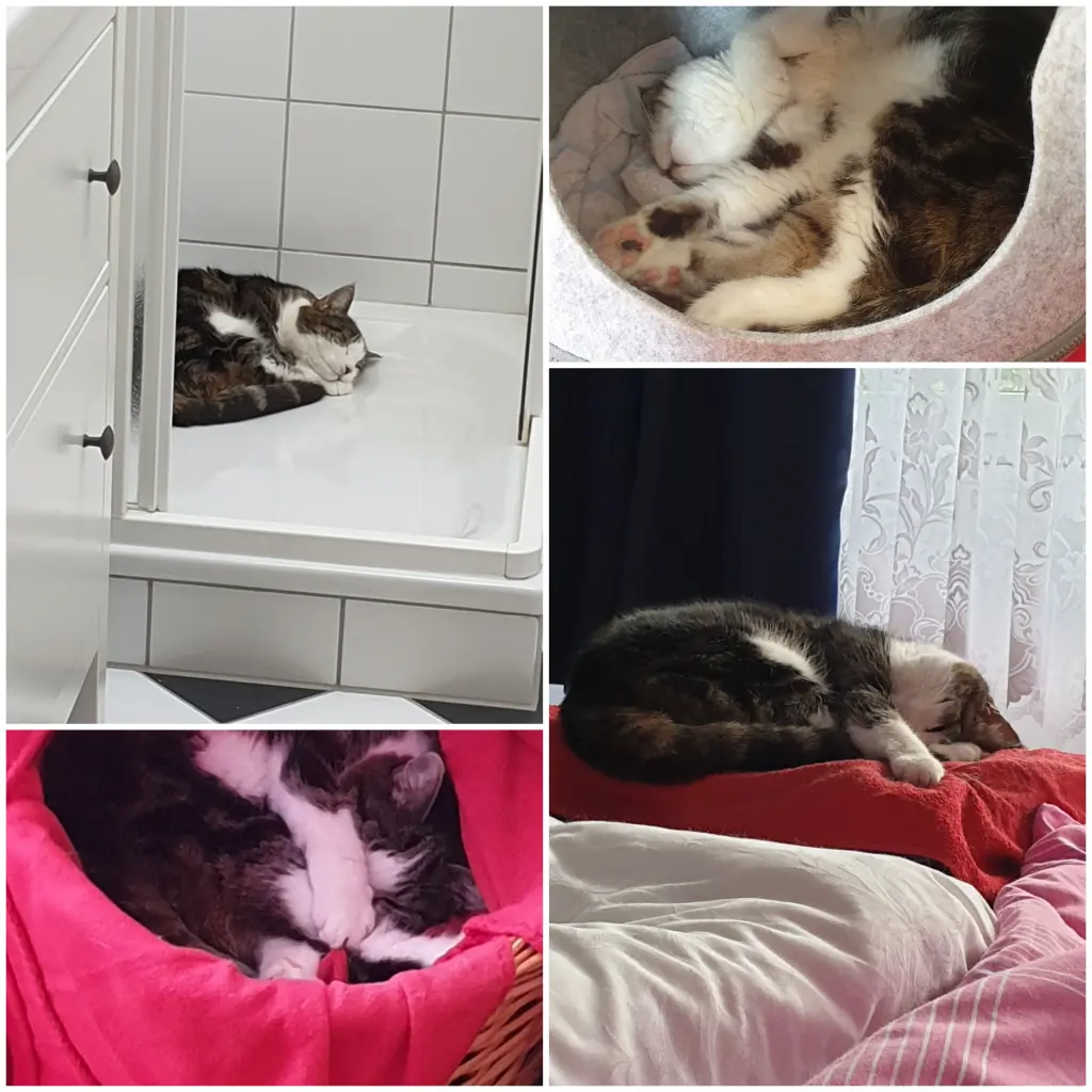 Image from Katze