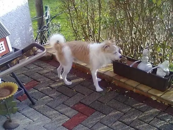 Andachtsbild von Unbekannt