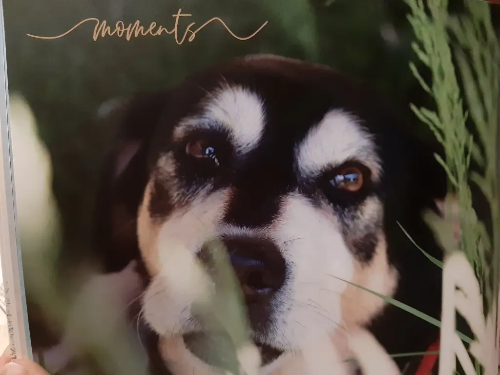 Image from Laika
