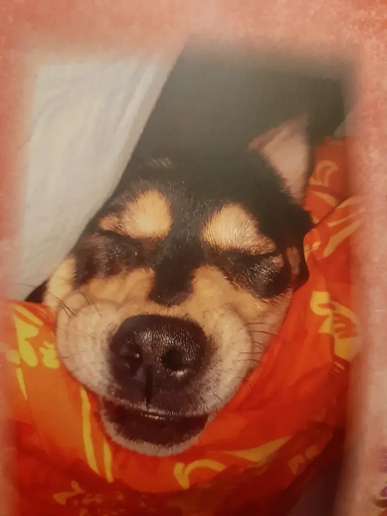 Image from Laika