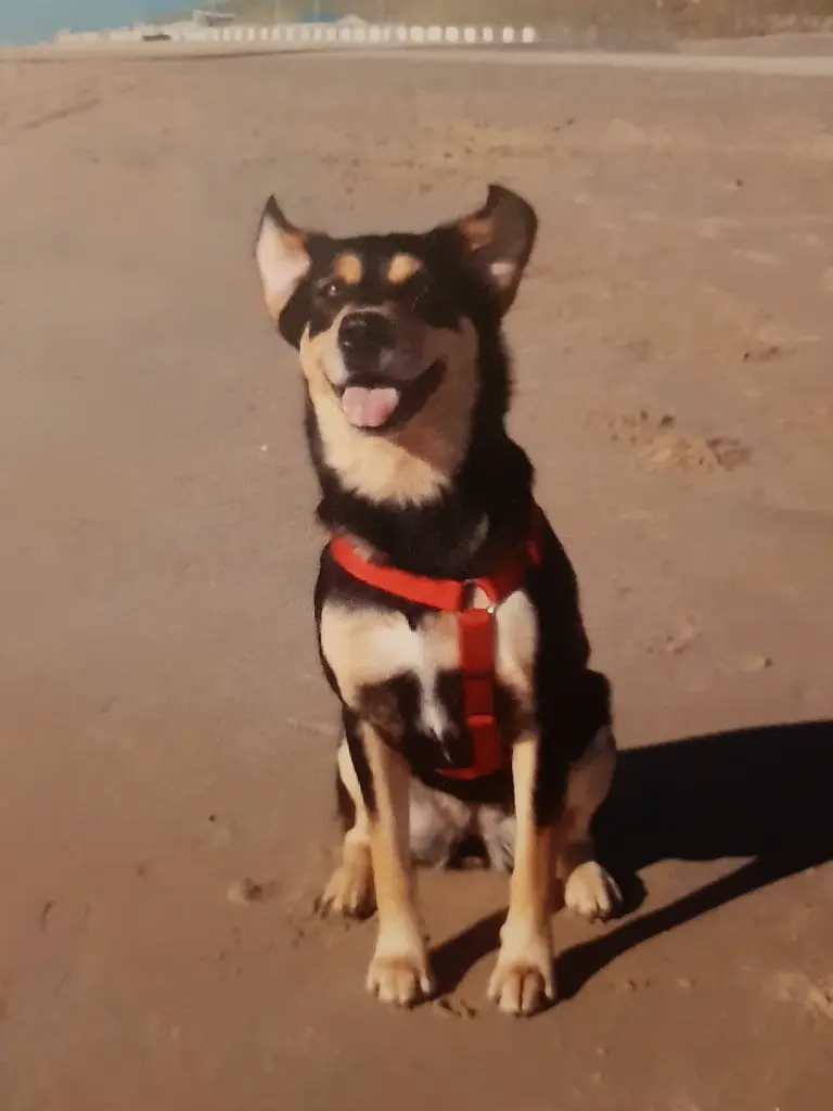 Image from Laika