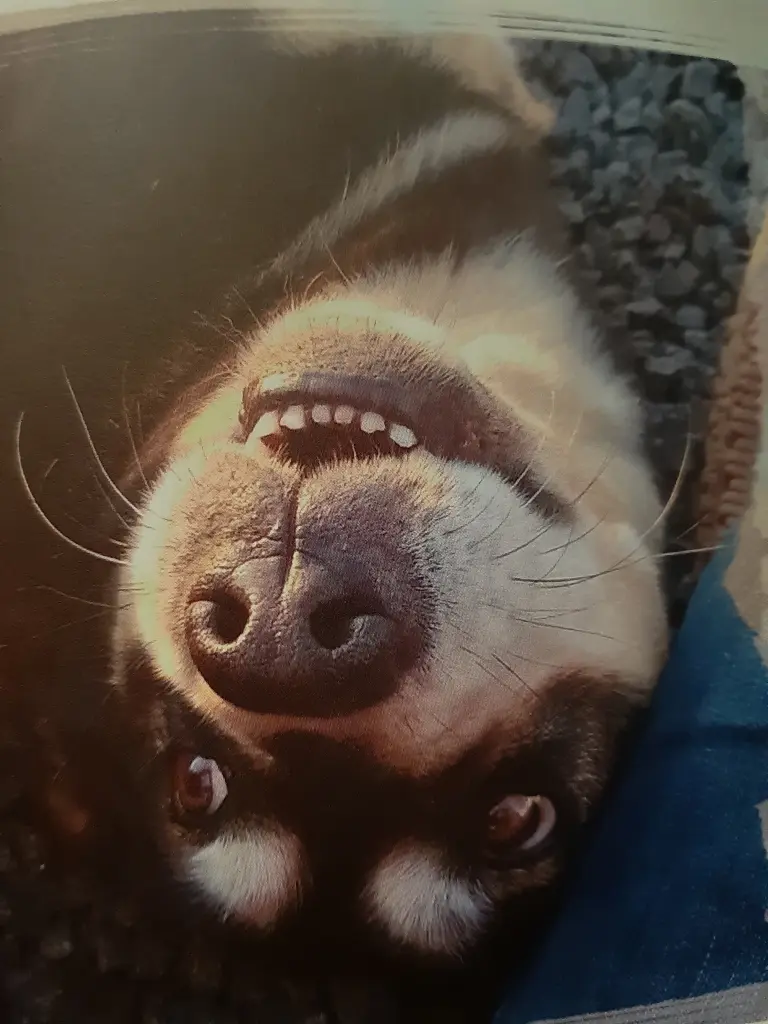 Image from Laika