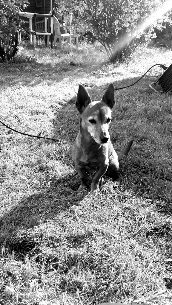 Image from Schnucki 