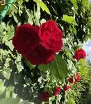 Condolence image of Rosen für Barney 