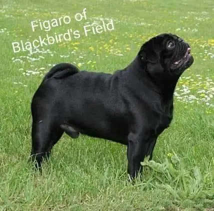 Image from Figaro