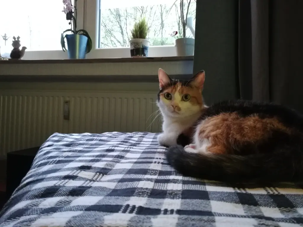 Image from Navi
