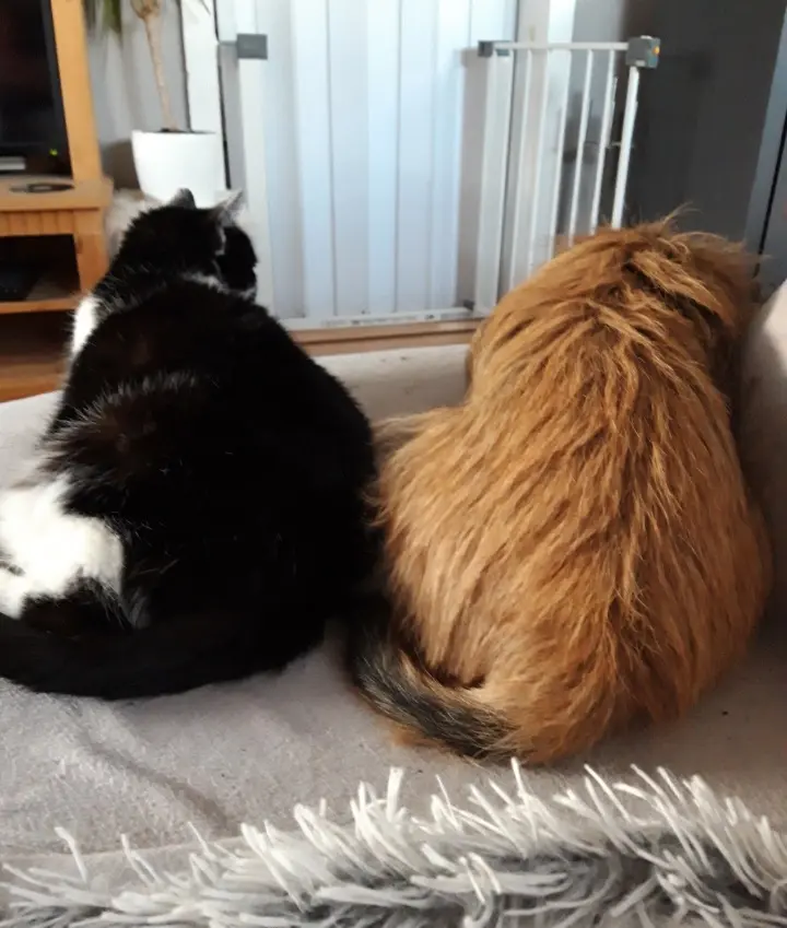 Image from Oskar