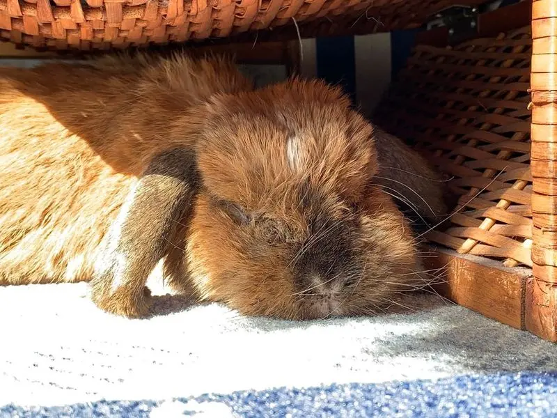 Andachtsbild von Andrea mit Schnuffi tief im ❤