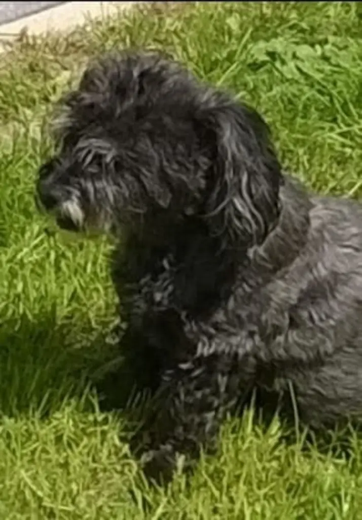 Andachtsbild von Elke mit Fiby im Herzen (+30.9.20)