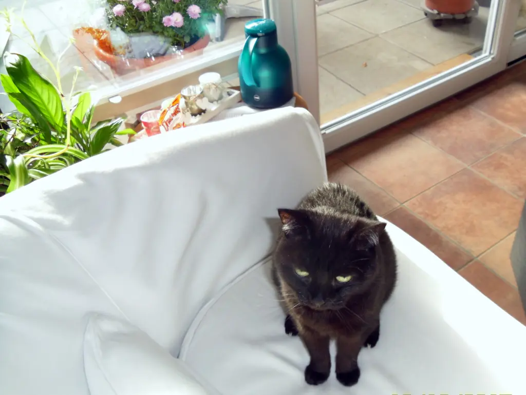 Image from Lilli und Filou 