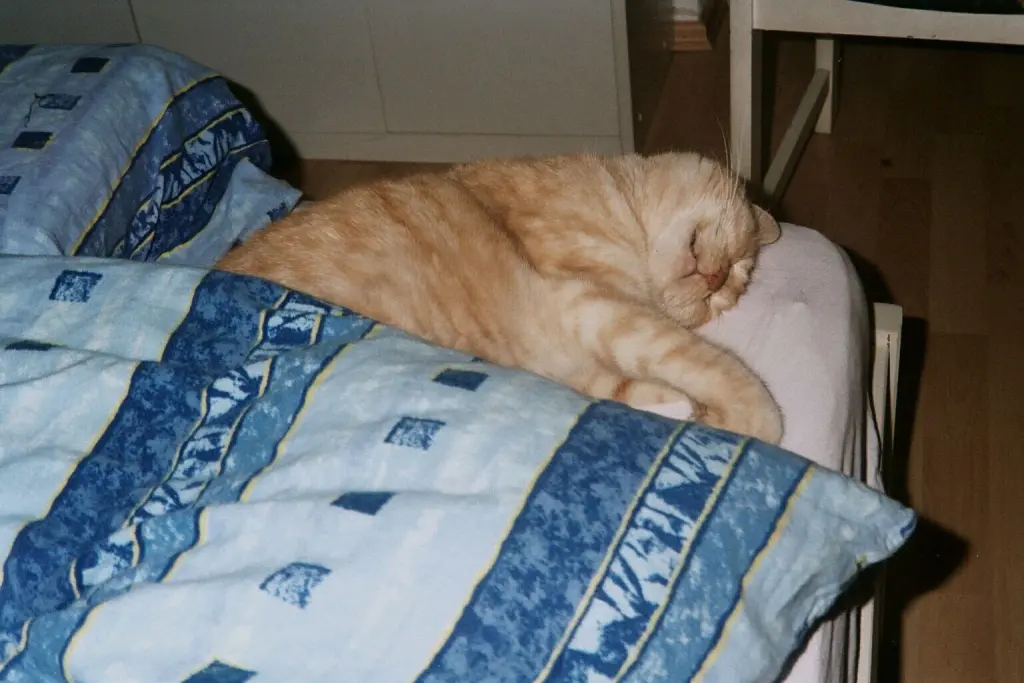 Image from Lilli und Filou