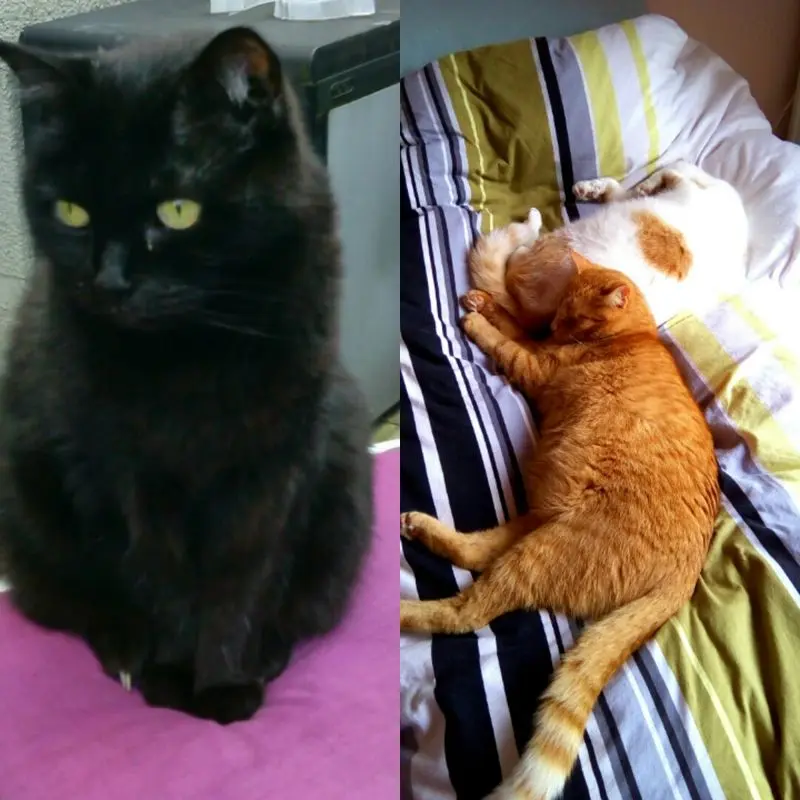 Image from Lilli und Filou