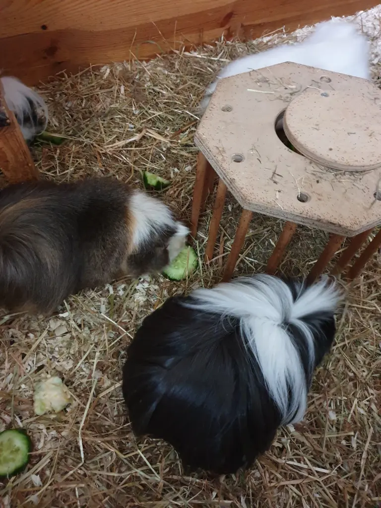 Image from Maya und Toffifee