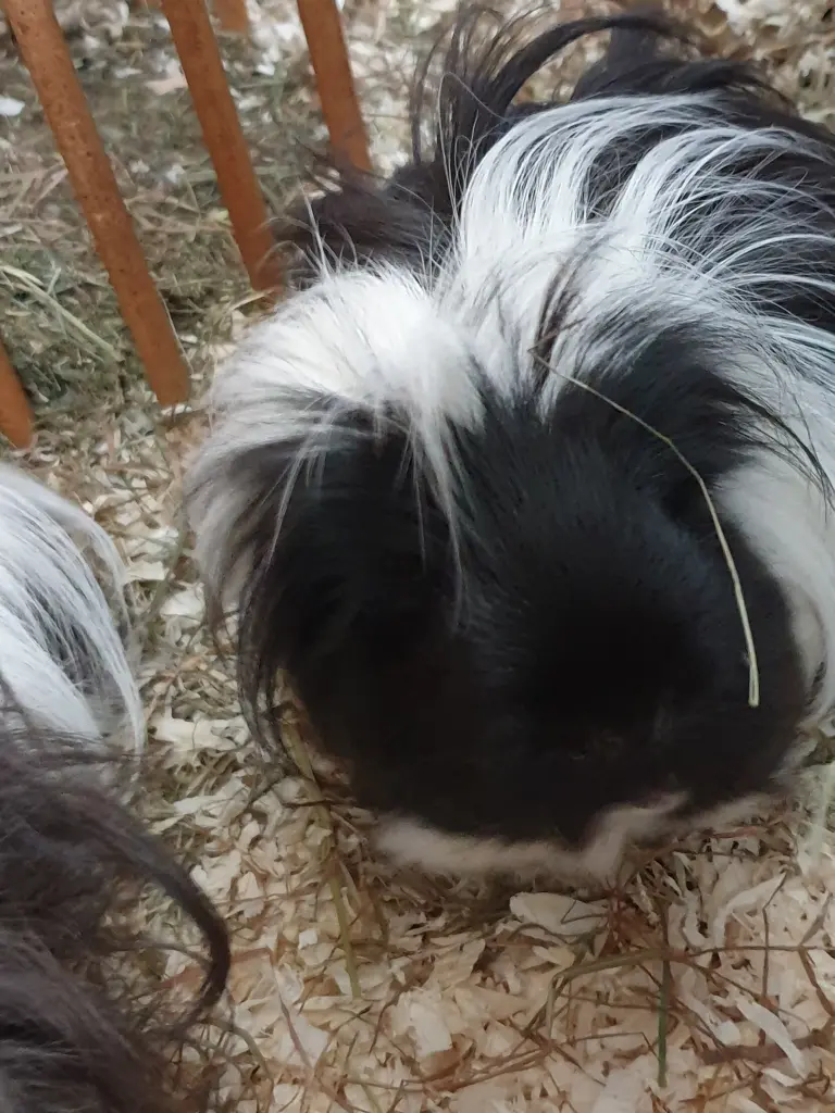 Image from Maya und Toffifee