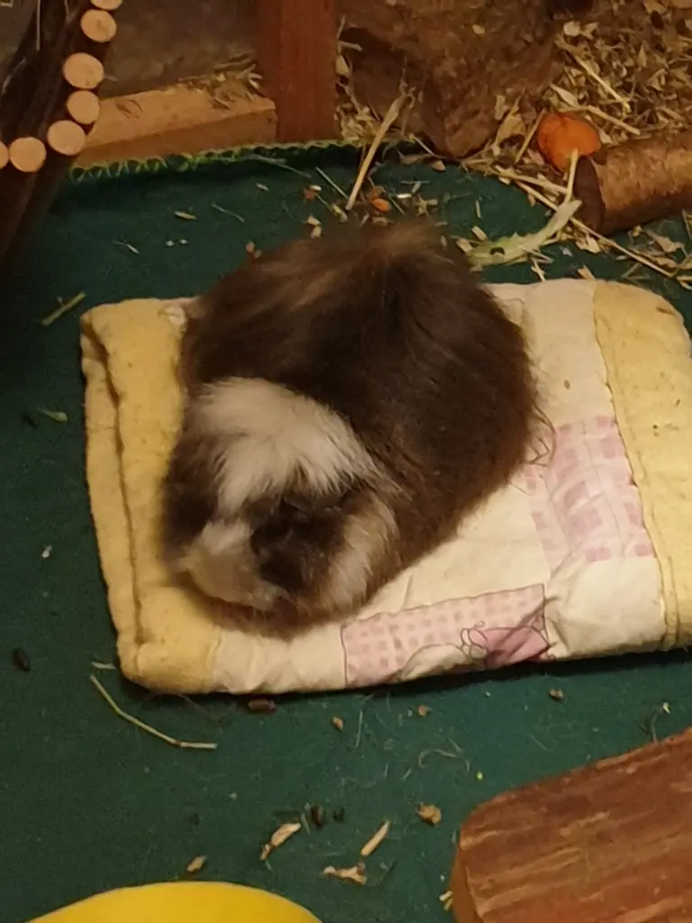 Image from Maya und Toffifee