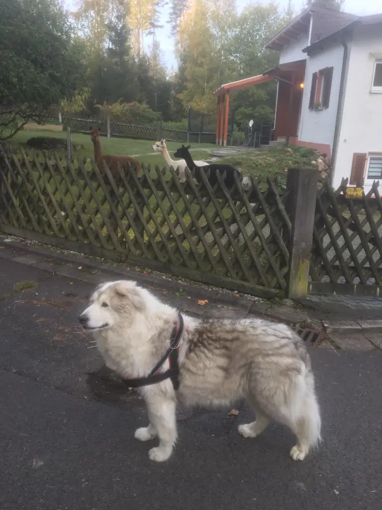 Image from Atilla