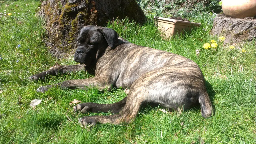 Image from Odin