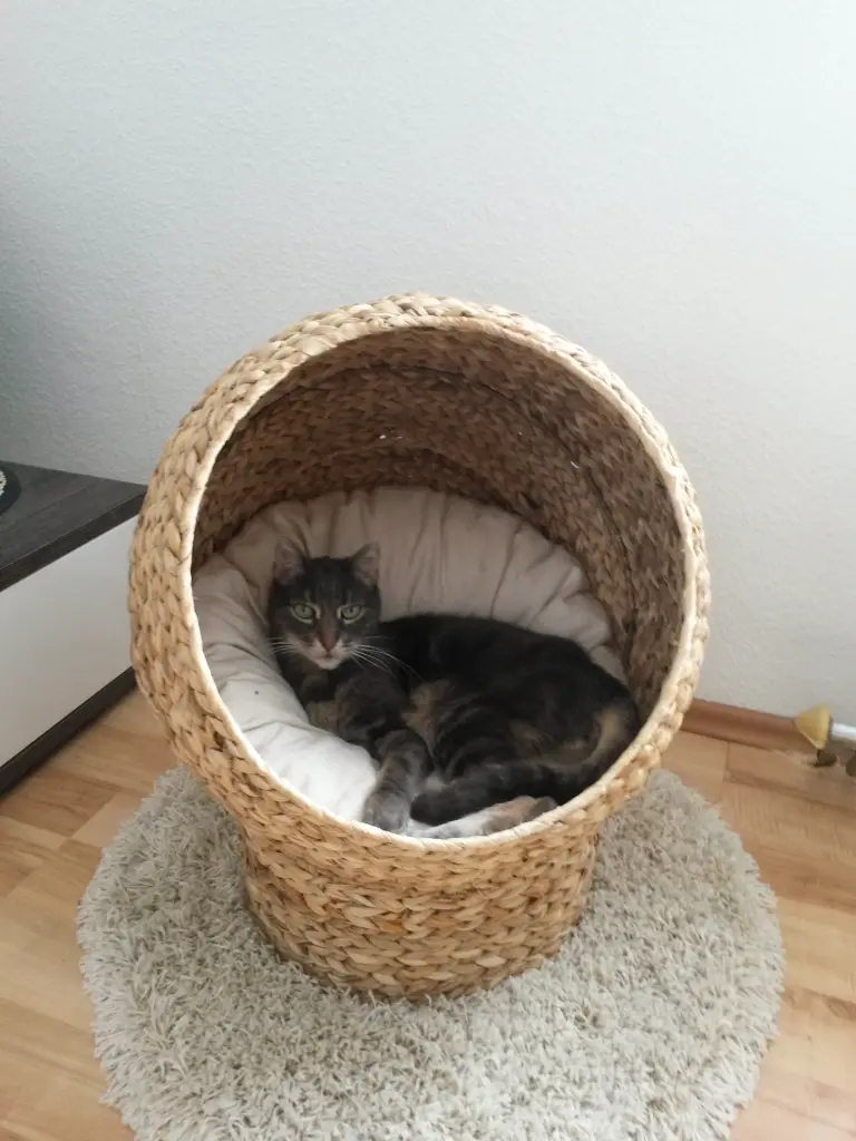 Image from Felix