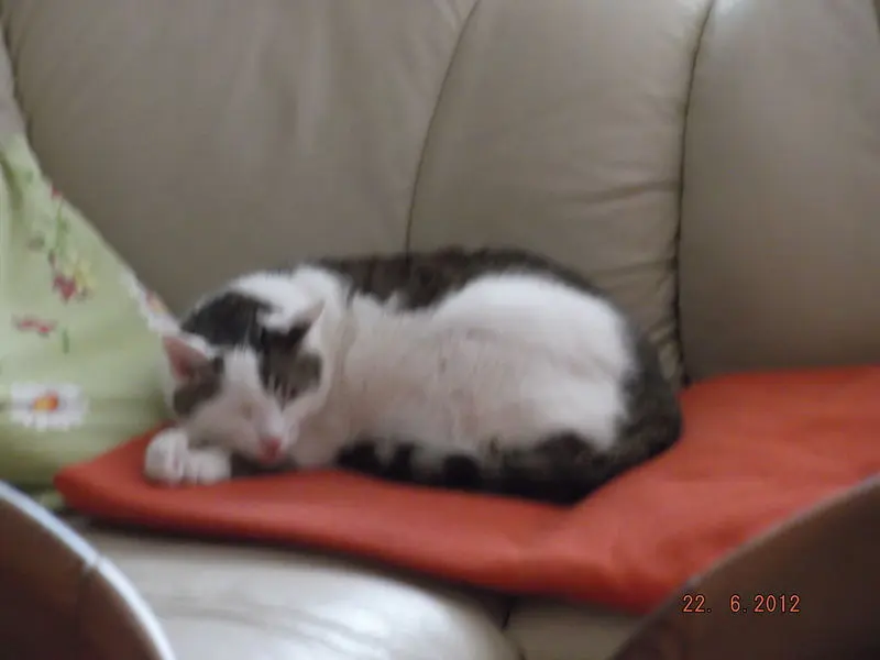 Condolence image of Dorothea