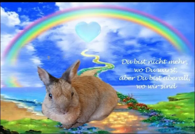 Condolence image of Patricia mit Bunny im ❤ gest. 24.11.2020