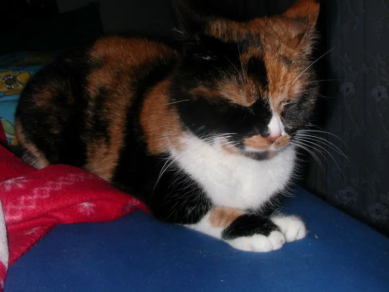 Condolence image of Cordula und Ingo mit Fips im Herzen