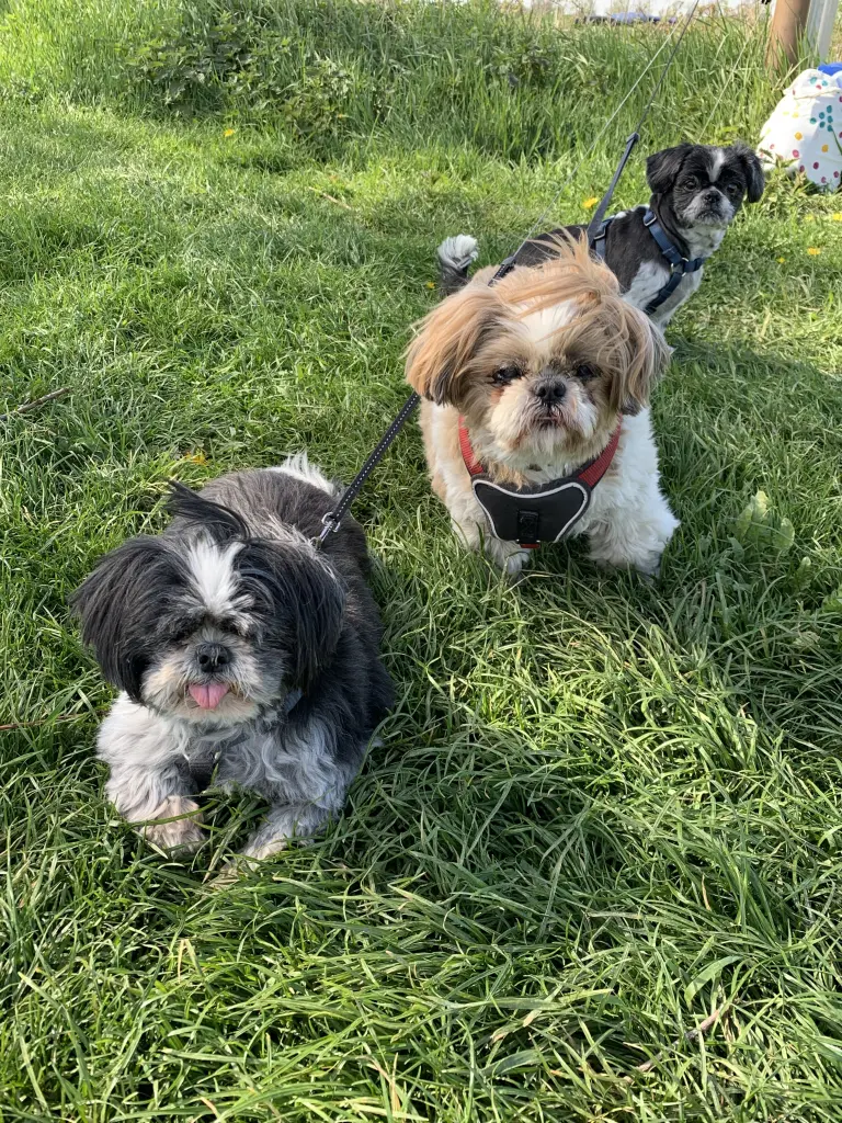 Image from Rusty