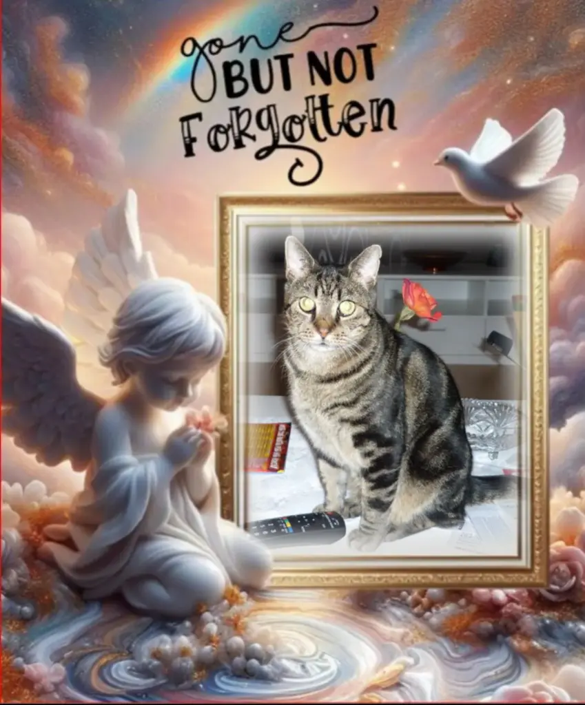 Condolence image of Otto♥️ geliebt♥️ und unvergessen♥️ 