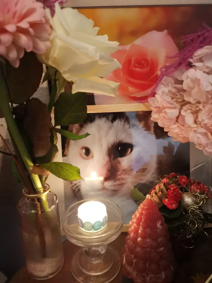 Condolence image of Olena mit Lesik für immer im Herzen ❤️