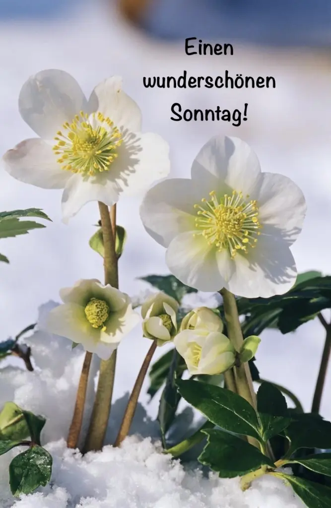 Condolence image of Heide mit Cita im Herzen❤️