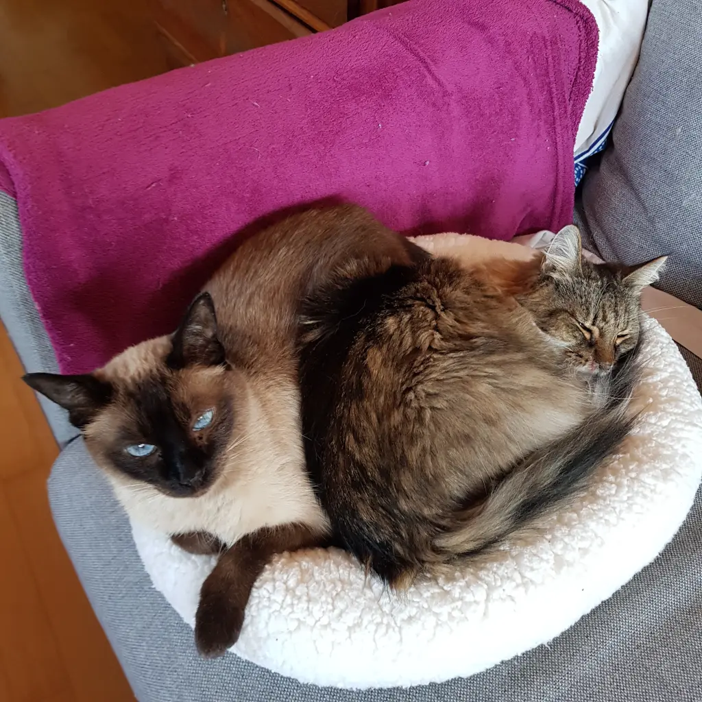 Condolence image of Tessa mit Ema im ❤