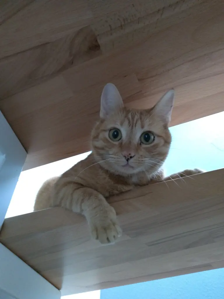 Image from Raute
