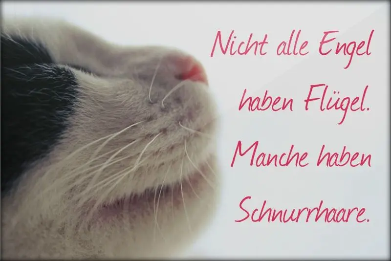 Andachtsbild von Katrin und Katzi im ❤️