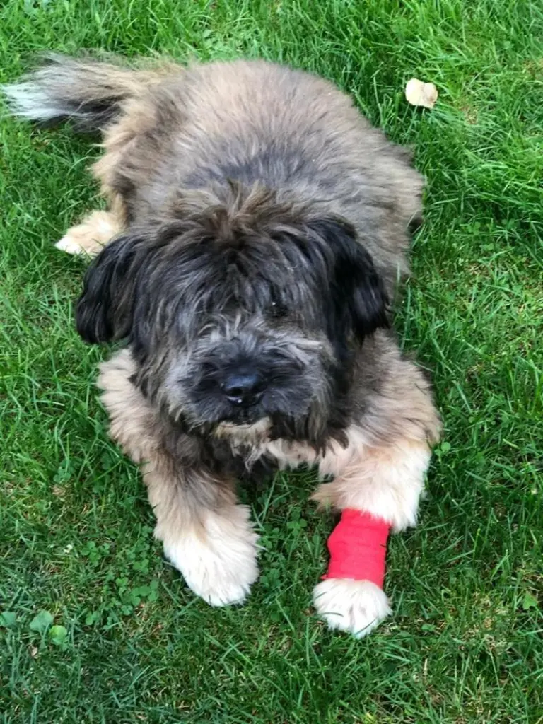 Andachtsbild von Heike mit Oskar im ❤️