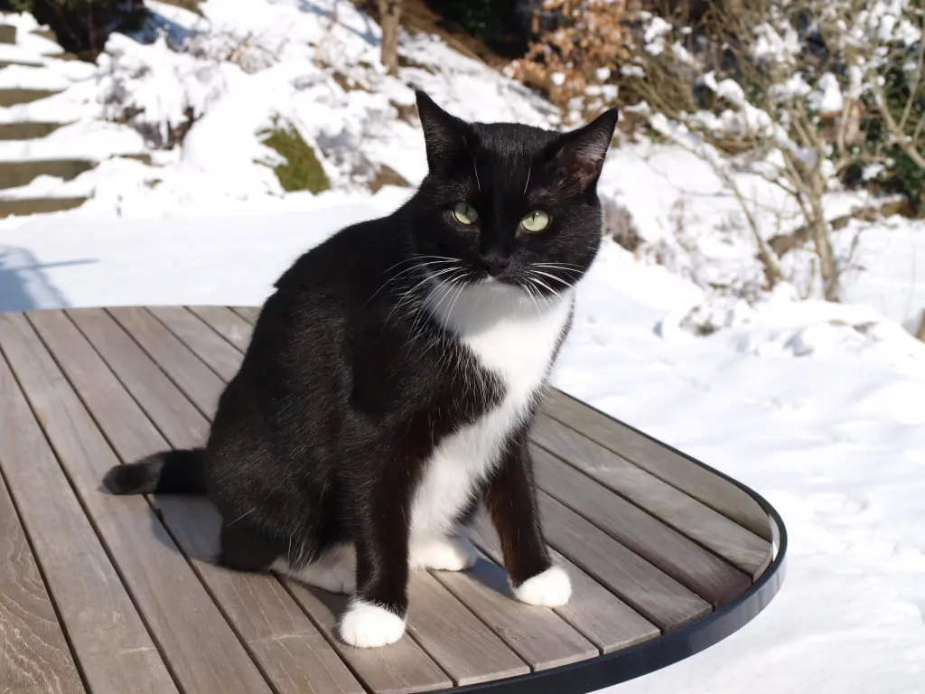 Image from Kitty