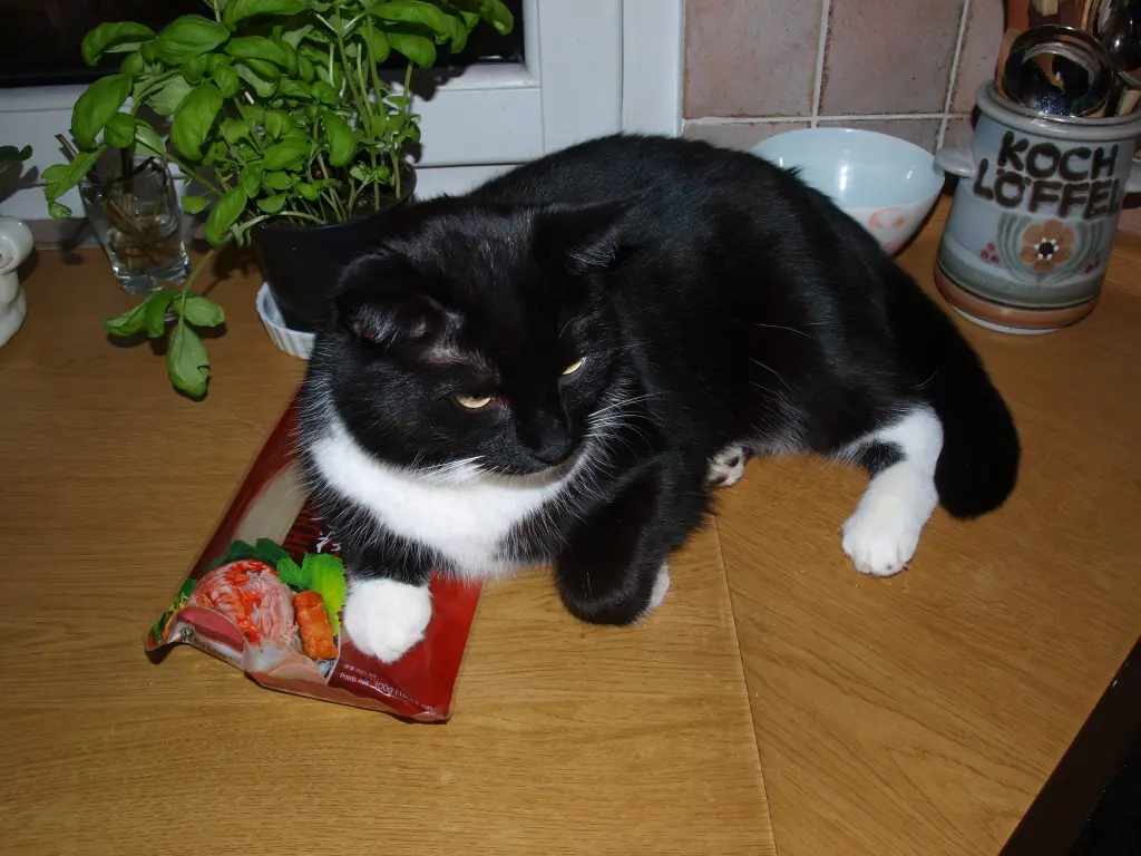 Image from Kitty