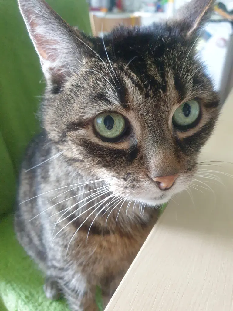 Image from Mortimer 