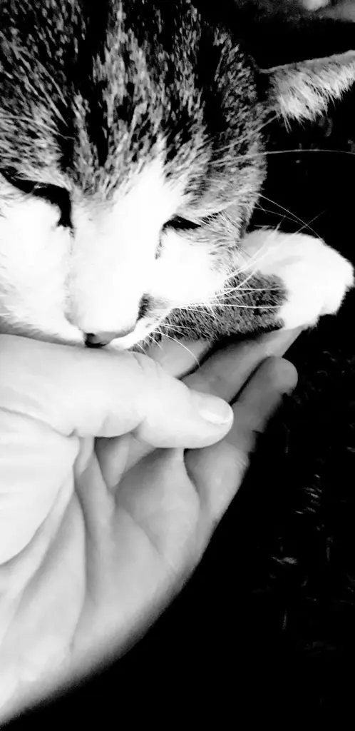 Condolence image of Jennifer