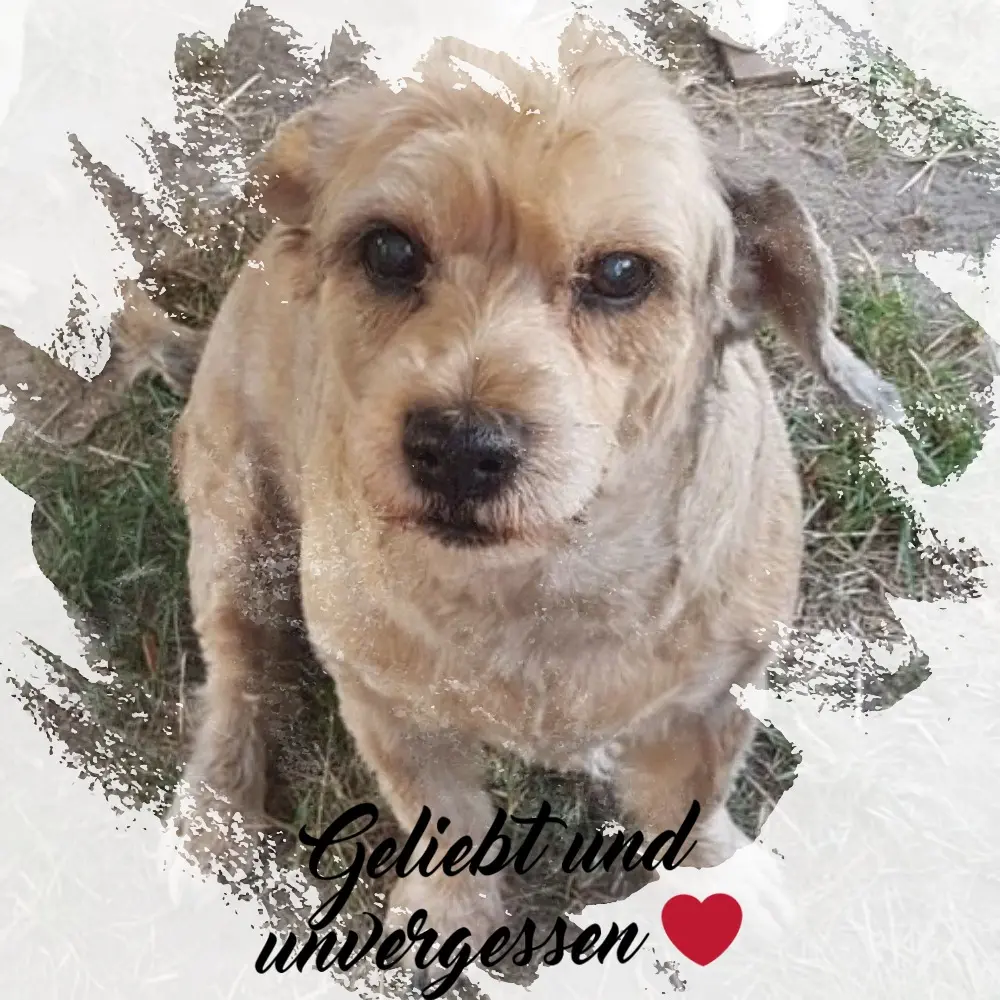 Condolence image of Sternchenpost ⭐