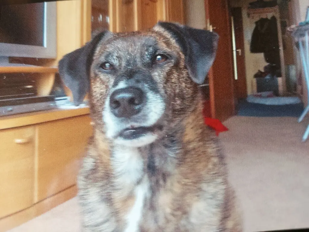 Condolence image of Gabi mit Max ❣️