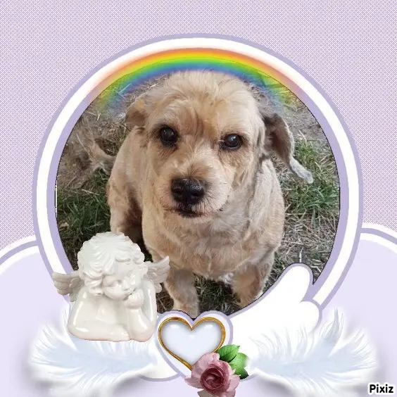 Condolence image of Sternchenpost ⭐