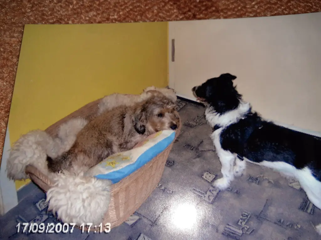 Condolence image of Sternenpost an meine Gina