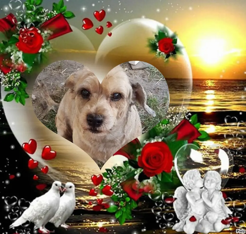 Condolence image of Gabi mit Max ❣️