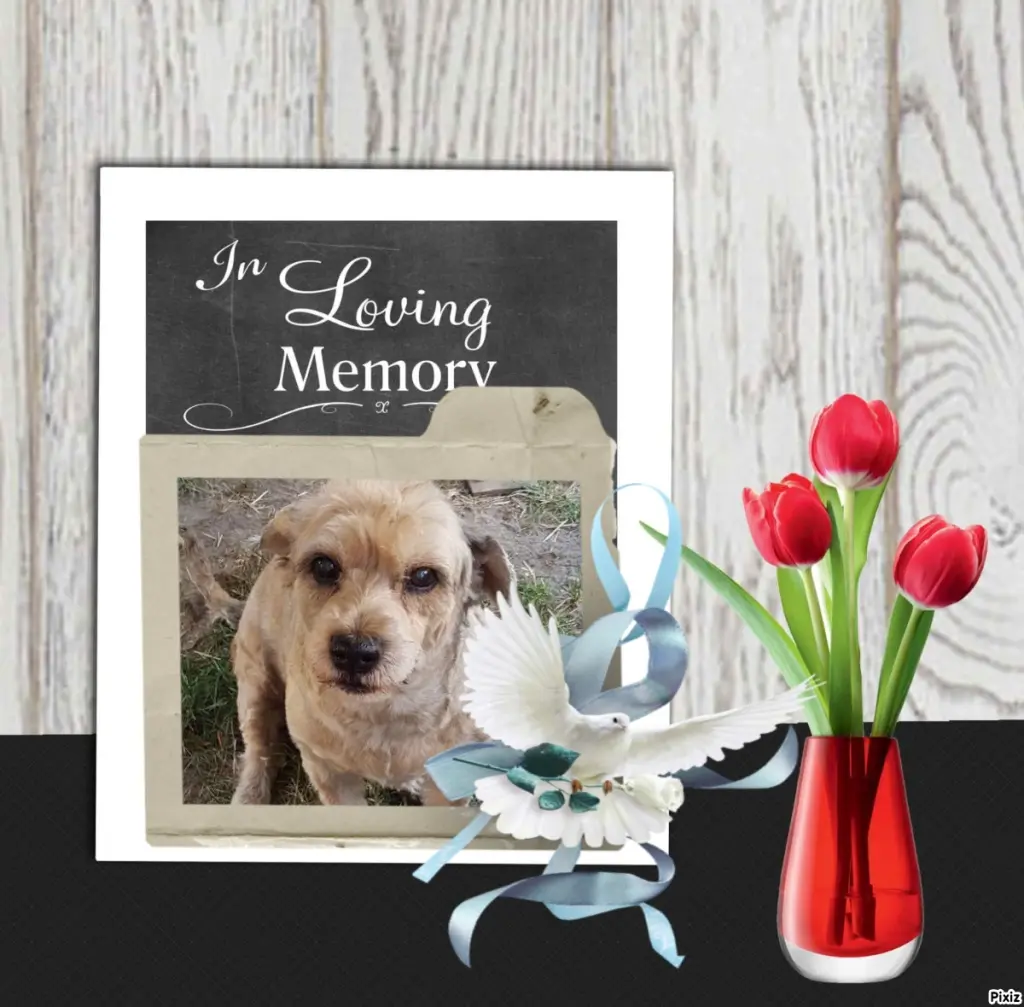 Condolence image of Sternchenpost ⭐