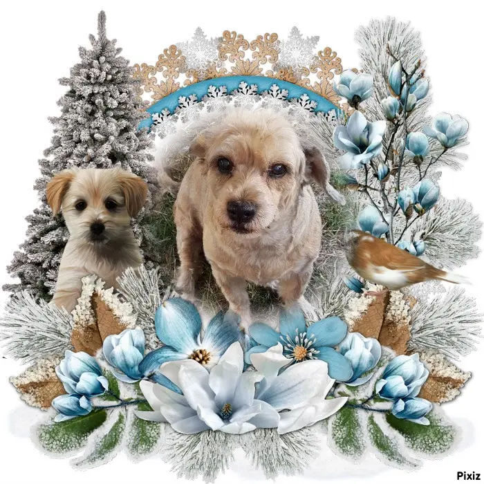 Condolence image of Gabi mit Max ❣️