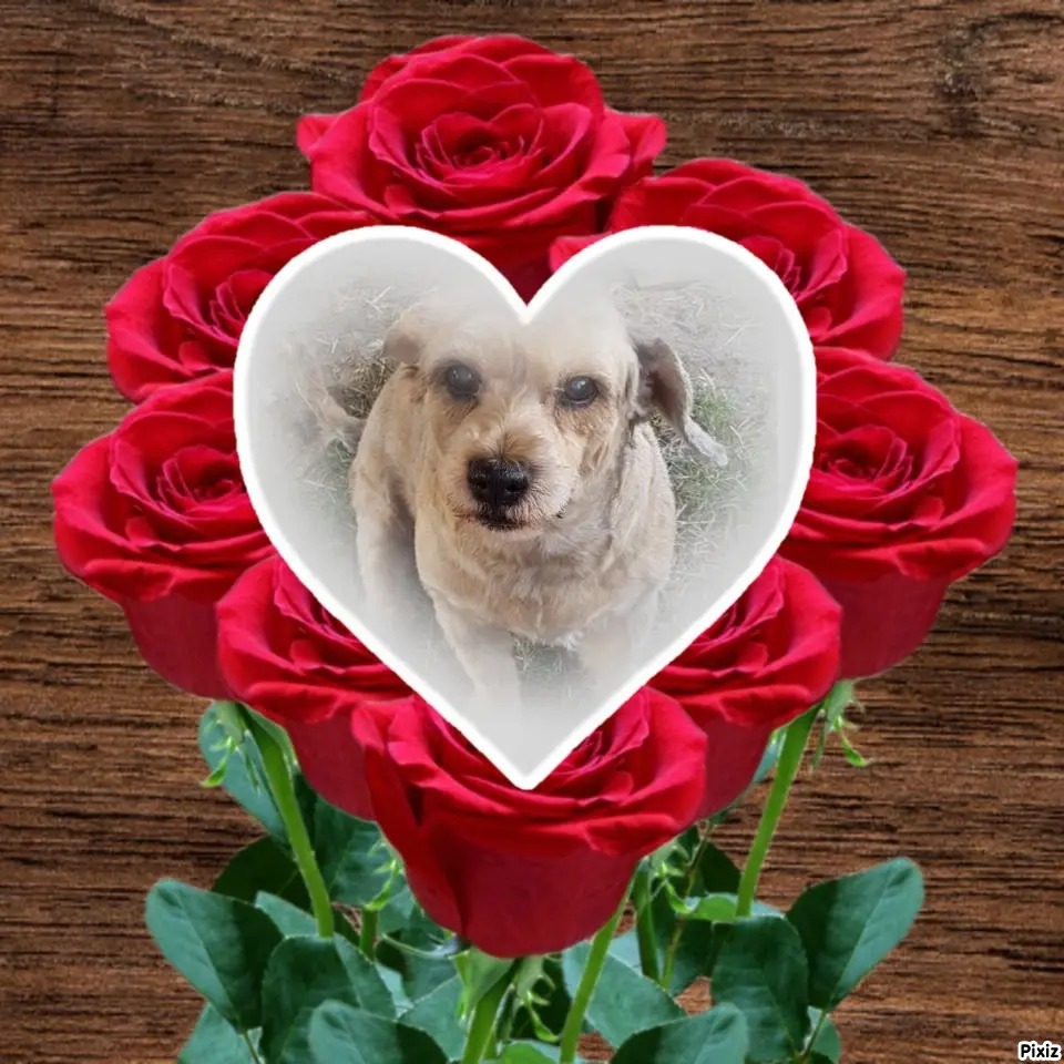 Condolence image of Gabi mit Max ❣️