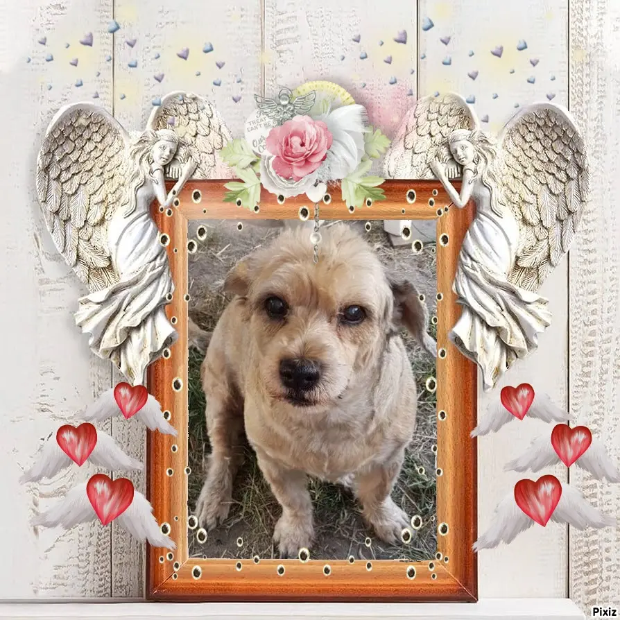 Condolence image of Sternchenpost ⭐